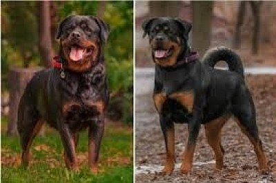 Both the American Rotti (on the right) and the German Rotti (On the left) are a force to be reckoned with.