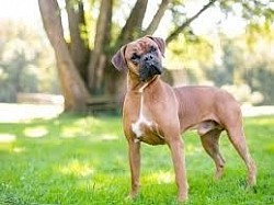 Boxers:  “The Joyful Athlete with the Coordination of a Happy Toddler.”